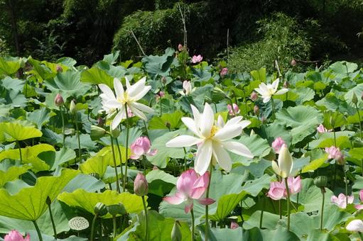 蓮の池 蓮の池の写真