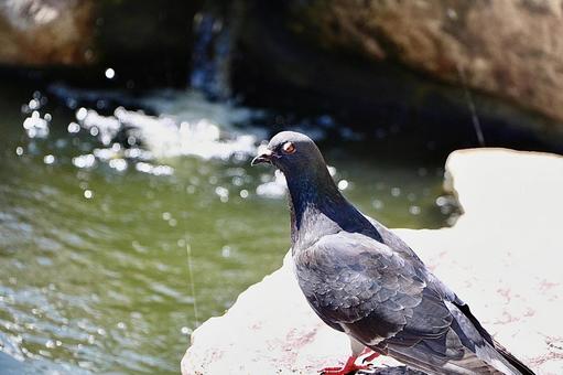 滝と鳩 滝と鳩の写真