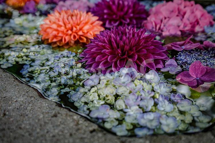 花手水 花,花手水,flowerの写真素材