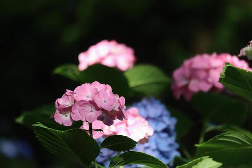 ピンクや青の紫陽花の花の咲く風景 ピンクや青の紫陽花の花の咲く風景の写真