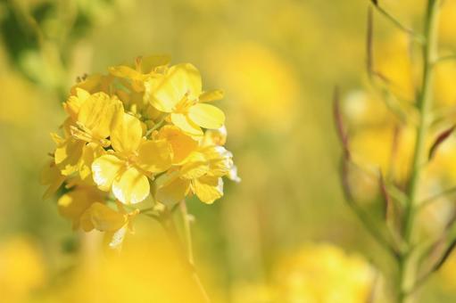 菜の花 菜の花の写真