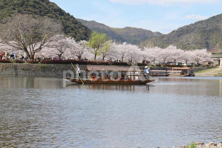 錦帯橋　桜　屋形船 錦帯橋,桜,屋形船の写真素材