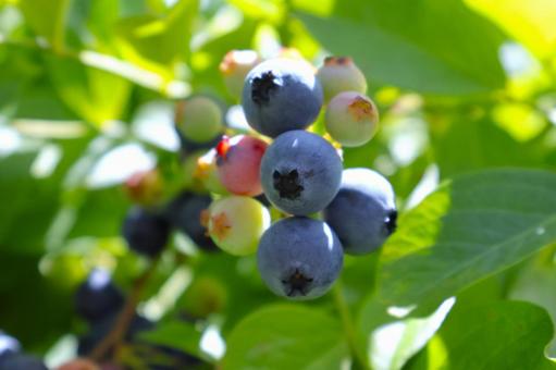 Blueberry fruit 3 Close-up of the fruit, JPG Blueberry fruit 3 Close-up of the fruit, JPG