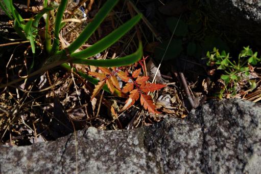 散策路で見つけた小さな秋 紅葉,秋,雰囲気の写真素材