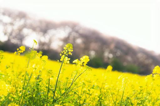 菜の花 菜の花の写真