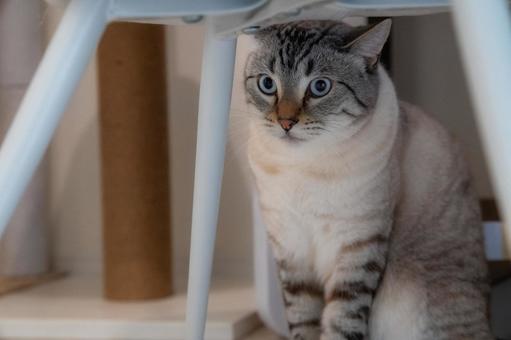 テーブルの下にいる猫 猫,青い目,タビーの写真素材