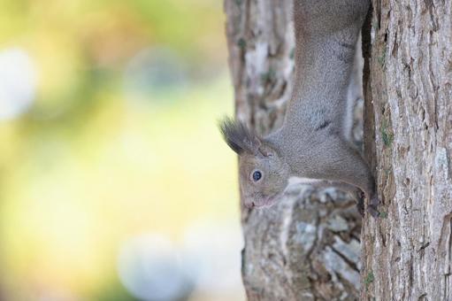 自然の中のエゾリス エゾリス,リス,かわいいの写真素材