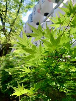 もみじ 4月 もみじ 4月 もみじ,葉,4月の写真素材