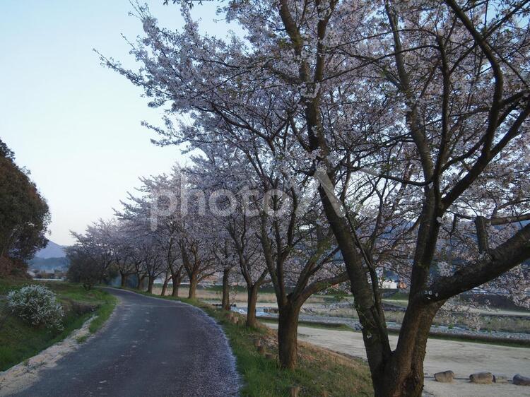 桜並木 桜並木の写真素材
