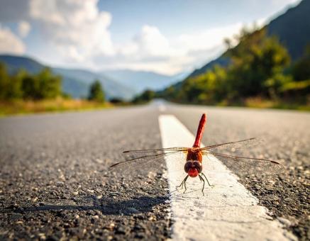 AI 道路に止まる赤とんぼ 秋 AI 道路に止まる赤とんぼ 秋の写真