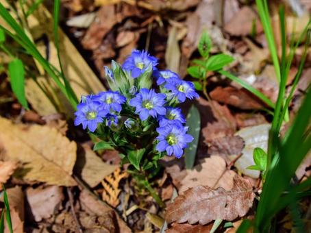 春の山野草 - フデリンドウ 春の山野草 - フデリンドウ フデリンドウ,筆竜胆,リンドウの写真素材