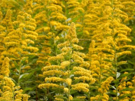 【花の写真】セイタカアワダチソウ セイタカアワダチソウ,背高泡立草,黄色の写真素材