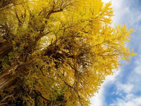 丸森の大銀杏⑽ イチョウ,黄葉,秋の写真素材