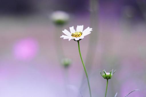 白いコスモスの花 白いコスモスの花の写真