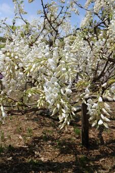 白藤 白藤の写真
