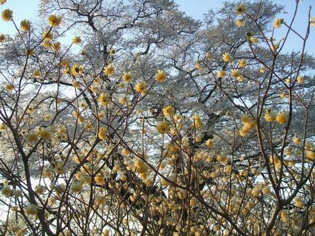 ミツマタの花 みつまた,花,津山の写真素材