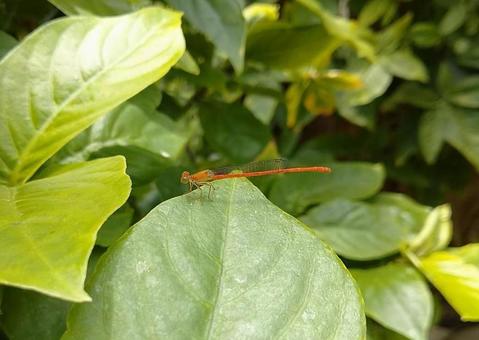 イトトンボの写真