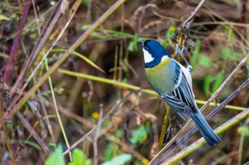四十八滝(131) 野鳥,鳥,シジュウカラの写真素材