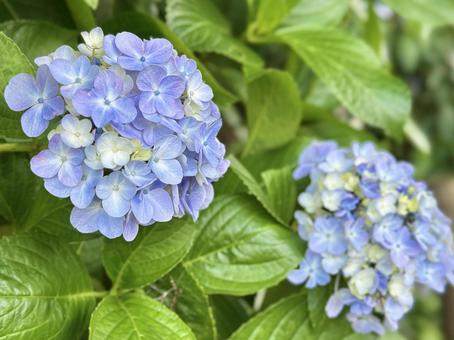 薄紫の紫陽花 薄紫の紫陽花 紫陽花,雨,梅雨の写真素材