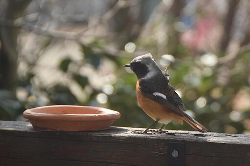 強い風に吹かれるジョウビタキ・冬の野鳥 ジョウビタキ,野鳥,冬の写真素材