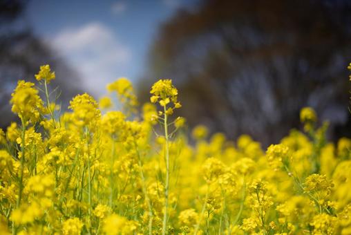 陽光きらめく菜の花の絨毯 菜の花,花,春の写真素材