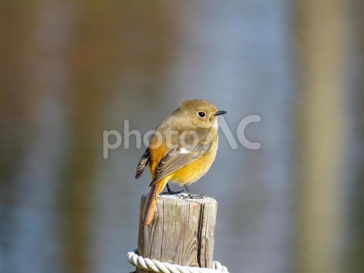 杭の先に留まるジョウビタキのメス ジョウビタキ,尉鶲,じょうびたきの写真素材