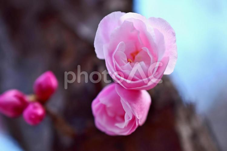 ＜春のイメージ＞梅の花 梅,花,梅の花の写真素材