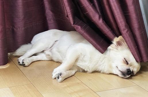 カーテンをかぶってお昼寝するチワワ カーテンをかぶってお昼寝するチワワ チワワ,顔出し,カーテンの写真素材