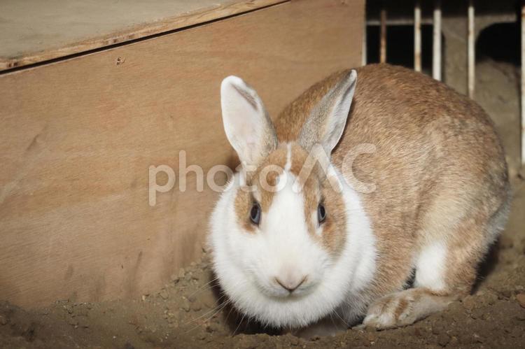 飼育されているウサギ うさぎ,ペット,動物の写真素材