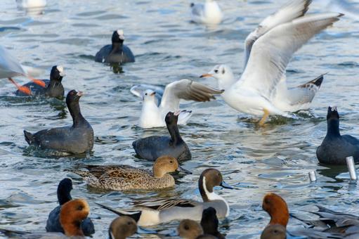 水面で舞う水鳥の群れ 水面で舞う水鳥の群れ ユリカモメ,オオバン,ヒドリガモの写真素材