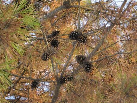 沢山の松ぼっくりが付いている松 松ぼっくり,松,木の写真素材