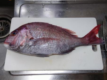 まな板の鯛 まな板の鯛 食べ物,魚,料理の写真素材