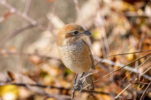 A shrike perched on a branch, mos, hyperbird, wild bird, JPG