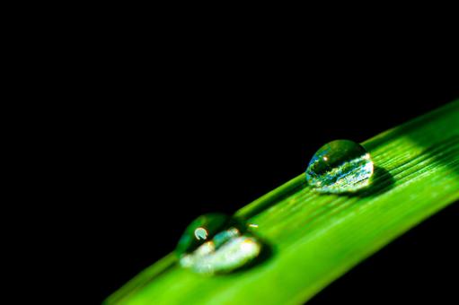 Drops of water on bamboo with black background, JPG Drops of water on bamboo with black background, JPG