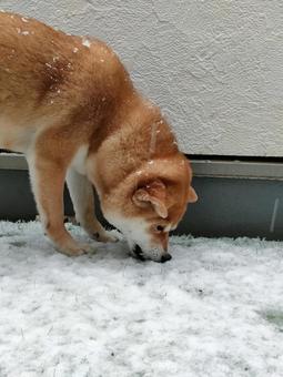ベランダに積もった雪を食べる柴犬 ベランダに積もった雪を食べる柴犬 犬,シバ,柴犬の写真素材