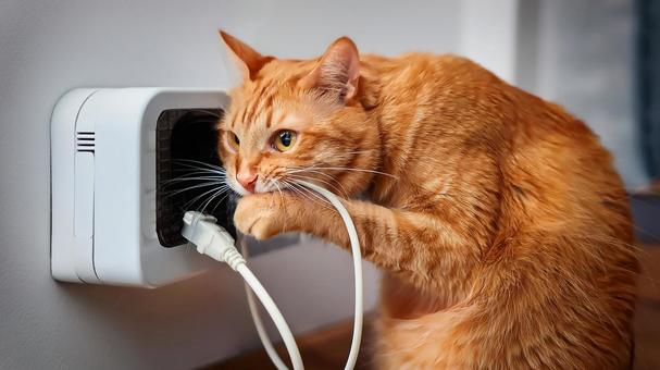 コードを齧る猫 コードを齧る猫の写真