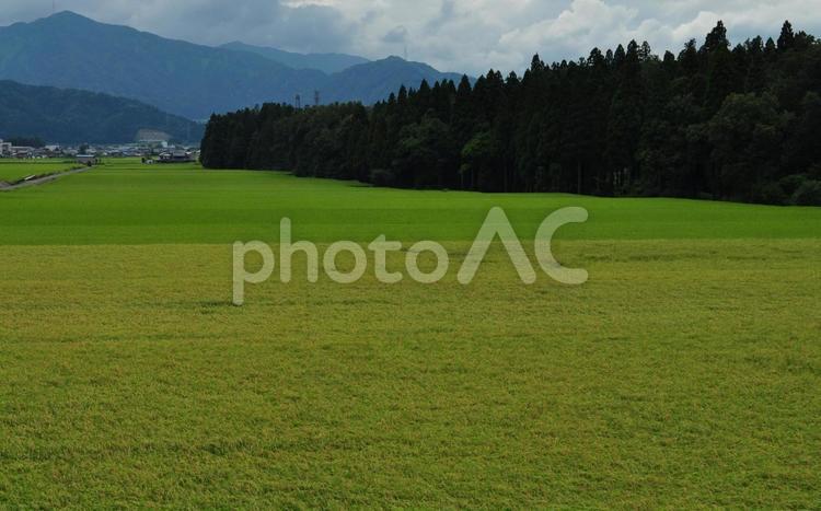 早秋の田園風景 田園,田んぼ,自然の写真素材