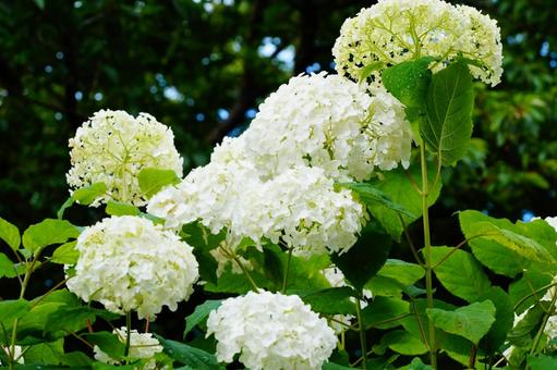 アジサイの花 アジサイの花の写真