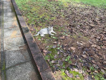 野良猫グレー 猫,野良猫,かわいいの写真素材