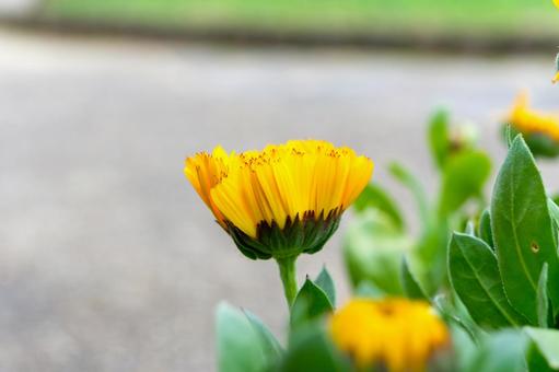 鮮やかなキンセンカ 金盞花,キンセンカ,カレンデュラの写真素材