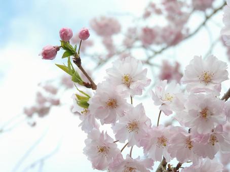 桜 桜の写真
