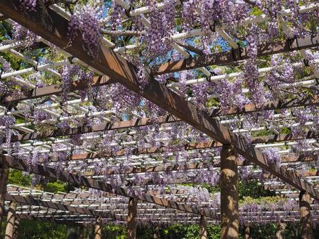 藤棚 名城公園,藤の回廊,藤棚の写真素材