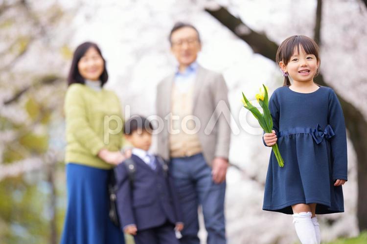 桜の前にいるワンピースの女の子とおじいちゃんおばあちゃんと男の子 女の子,男の子,兄妹の写真素材