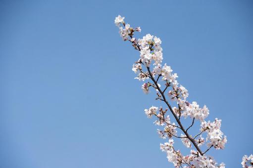 桜の枝 桜の枝の写真