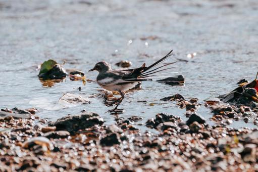 Photo, seguro sekirei, wild bird, birdie, 
