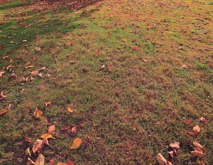 落ち葉と秋の芝生の風景3 落ち葉と秋の芝生の風景3 秋,紅葉,落ち葉の写真素材