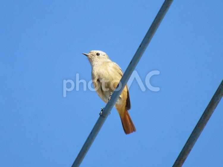 電線に止まったジョウビタキ（メス） ジョウビタキ,鳥,野鳥の写真素材