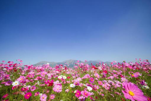 阿蘇望の郷くぎの ② 阿蘇望の郷くぎの ② 秋桜,秋,コスモスの写真素材