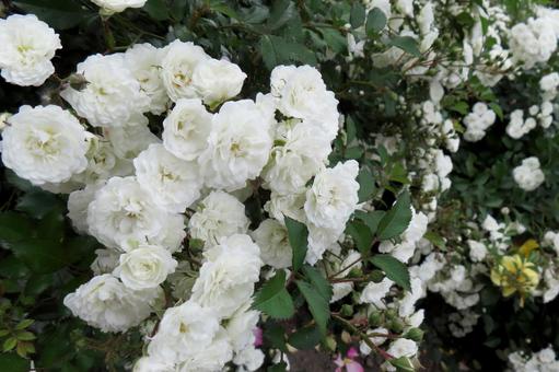 純白のバラの群生 純白のバラの群生 バラ,薔薇,白い花の写真素材