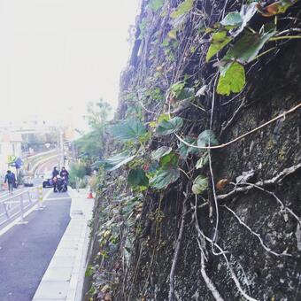 さか道沿いの葉っぱ さか道沿いの葉っぱの写真